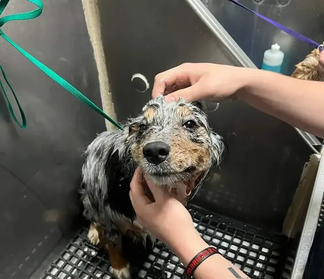A merle puppy getting a gentle bath in the tub at Animal Kingdom