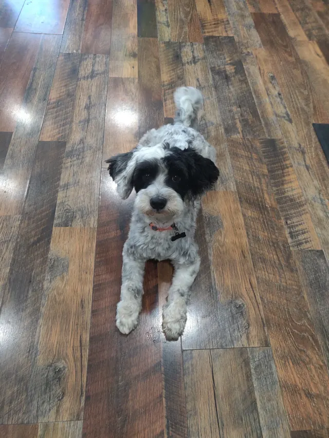 A black and white curly-coated dog lying on a wood floor after a groom