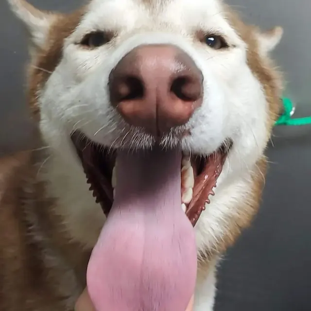 A red and white husky grinning into the camera with its tongue out