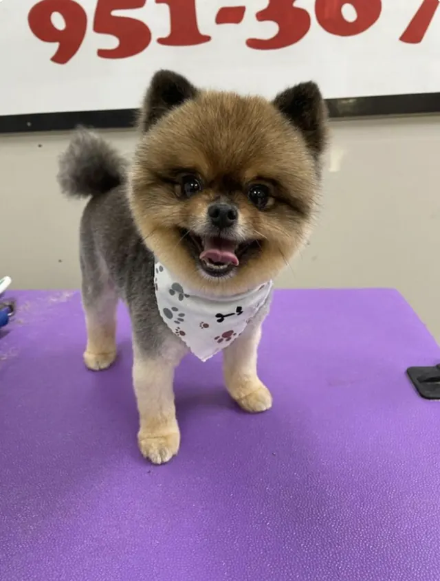 A Pomeranian in a paw-print bandana, freshly groomed on a purple grooming table at Animal Kingdom
