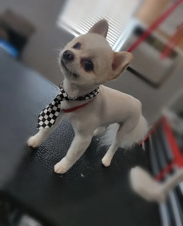 A cream Pomeranian with a short trim wearing a checkered bow tie