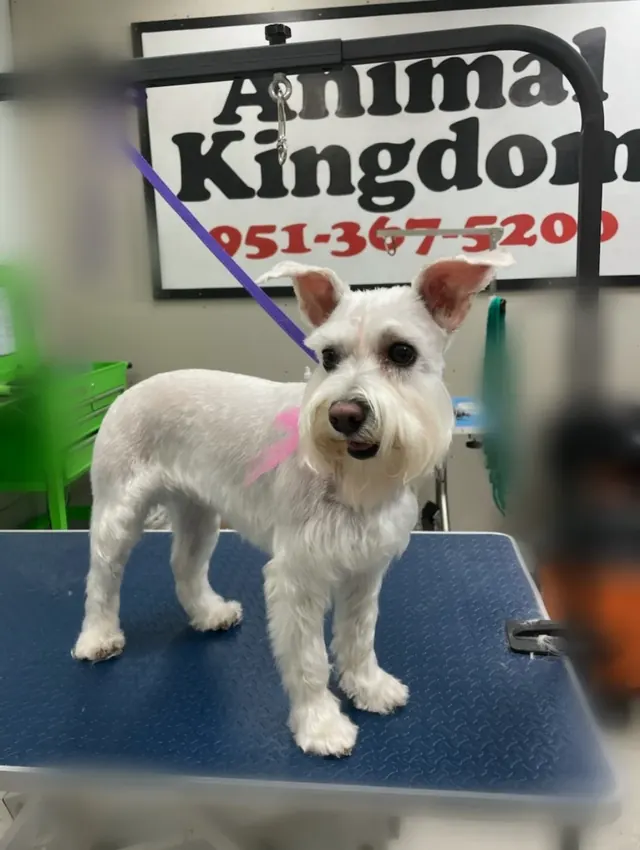 A white Schnauzer with a breed-specific clip on a grooming table under the Animal Kingdom 951-367-5200 sign